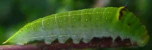 Larvae